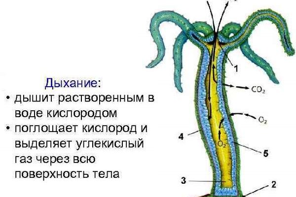 Площадка кракен store