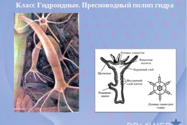 Кракен бошки